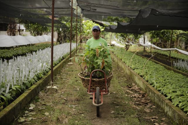 Cacao farmer inspecting cacao pods in a field